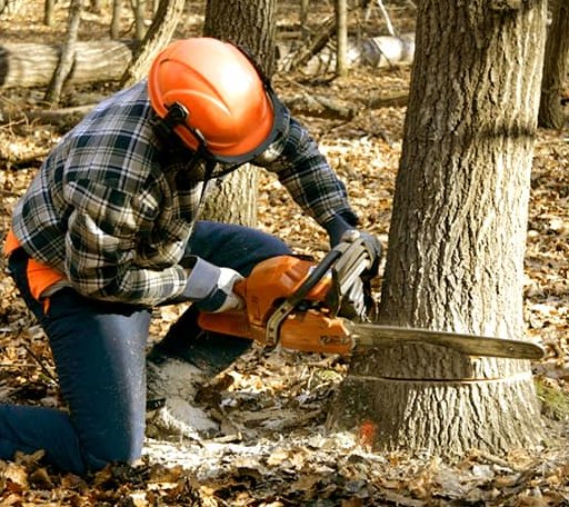 Tree Removal in Wellesley, MA